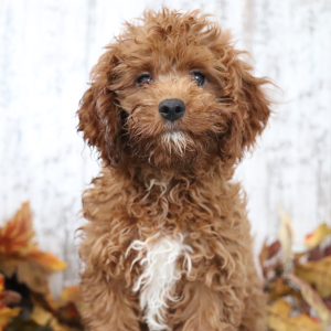 Cavapoo Puppy Reynold