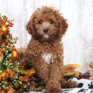 Cavapoo Puppy Reynold