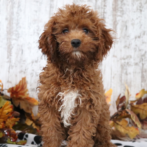 Cavapoo Puppy Reynold