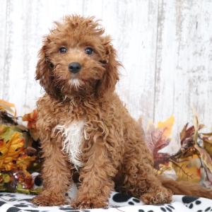 Cavapoo Puppy Reynold