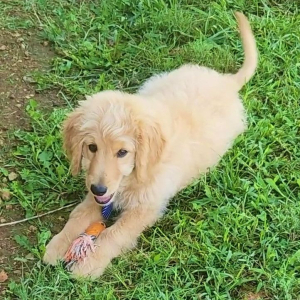 Goldendoodle Puppy Grove