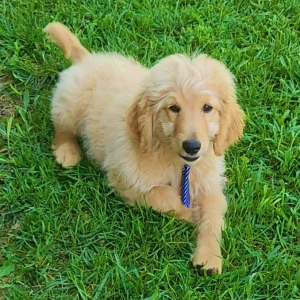 Goldendoodle Puppy Grove
