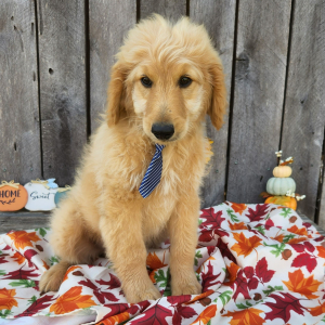 Goldendoodle Puppy Grove