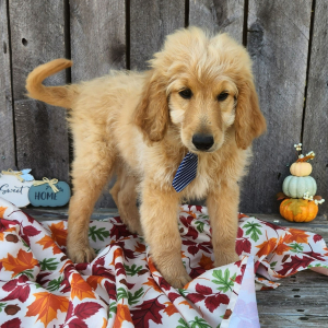 Goldendoodle Puppy Grove