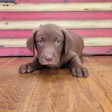 Labrador Retriever Puppy Moose