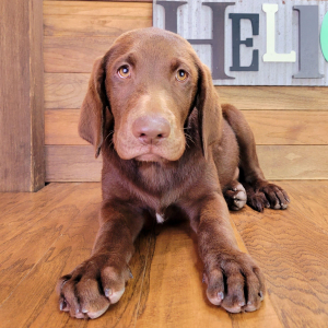 Labrador Retriever Puppy Moose