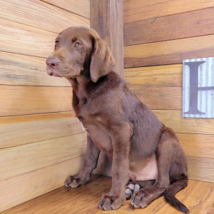 Labrador Retriever Puppy Moose