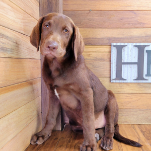 Labrador Retriever Puppy Moose