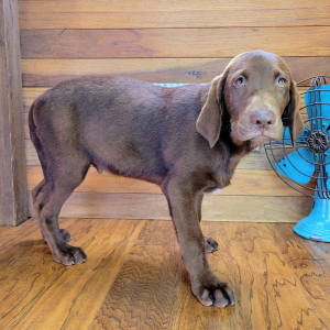 Labrador Retriever Puppy Moose