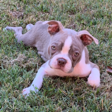 Boston Terrier Puppy Moana