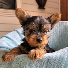 Yorkshire Terrier Puppy Logan