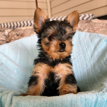 Yorkshire Terrier Puppy Logan