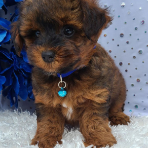 Yorkiepoo Puppy Sonic