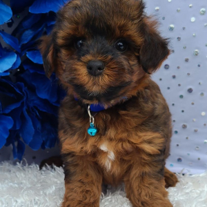 Yorkiepoo Puppy Sonic