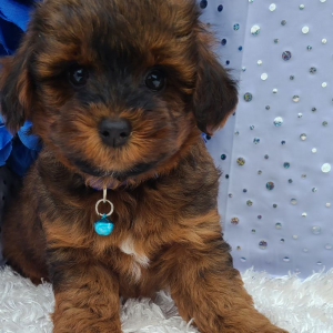 Yorkiepoo Puppy Sonic