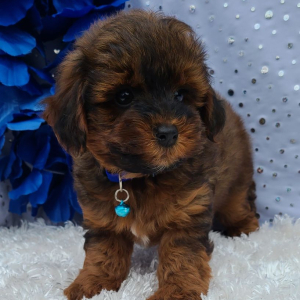Yorkiepoo Puppy Sonic