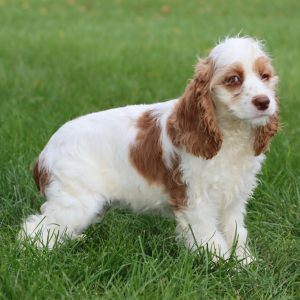 Cocker Spaniel Puppy Holly