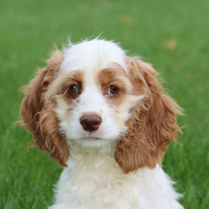 Cocker Spaniel Puppy Holly