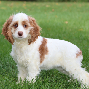 Cocker Spaniel Puppy Holly