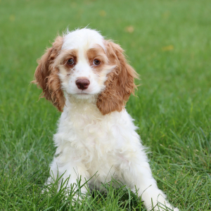 Cocker Spaniel Puppy Holly