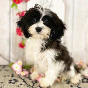 Cavapoo Puppy Buttercup