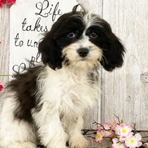 Cavapoo Puppy Buttercup