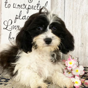 Cavapoo Puppy Buttercup
