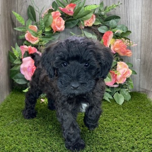 Havapoo Puppy Myrtle