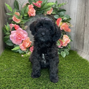 Havapoo Puppy Myrtle