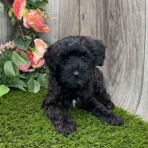 Havapoo Puppy Myrtle