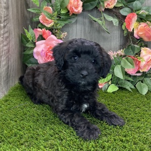 Havapoo Puppy Myrtle