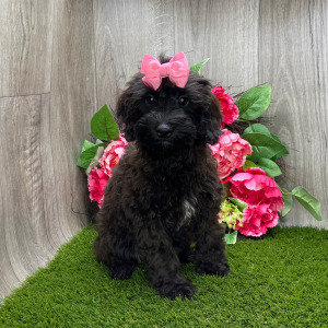 Havapoo Puppy Myrtle