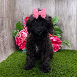 Havapoo Puppy Myrtle