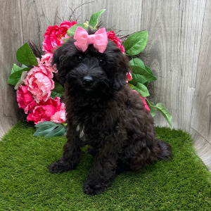 Havapoo Puppy Myrtle
