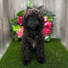 Havapoo Puppy Myrtle