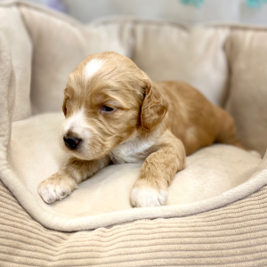 Springerdoodle Puppy Pavlos