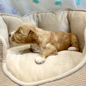 Springerdoodle Puppy Pavlos