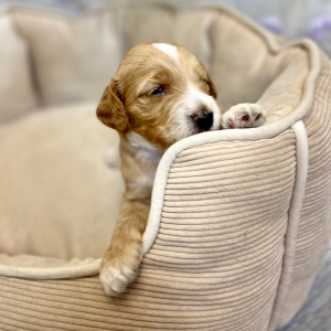 Springerdoodle Puppy Pavlos
