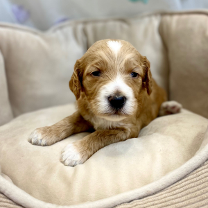Springerdoodle Puppy Pavlos