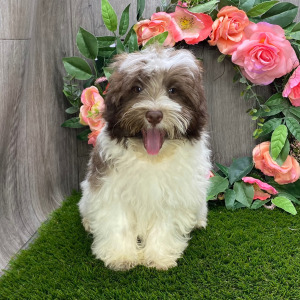 Havanese Puppy Desmond