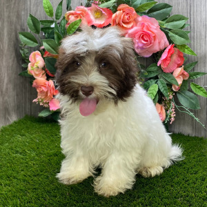 Havanese Puppy Desmond