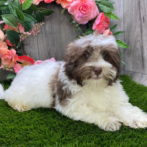 Havanese Puppy Desmond