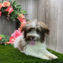 Havanese Puppy Desmond