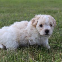 Bichonpoo Puppy Khloe