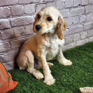Cavapoo Puppy Rory