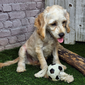 Cavapoo Puppy Rory