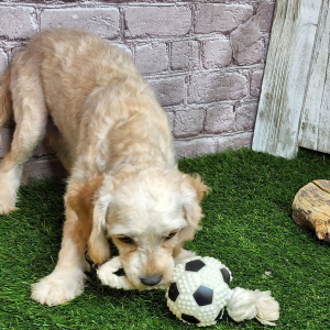 Cavapoo Puppy Rory