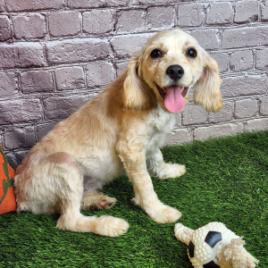 Cavapoo Puppy Rory