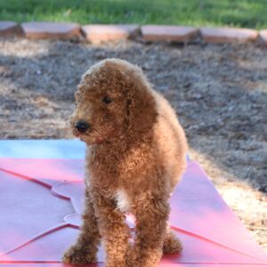 Poodle Puppy Lady
