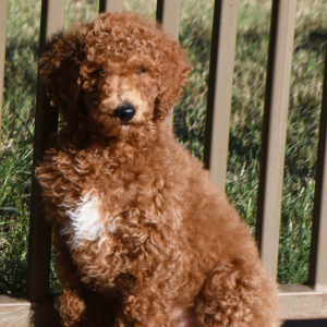 Poodle Puppy Lady